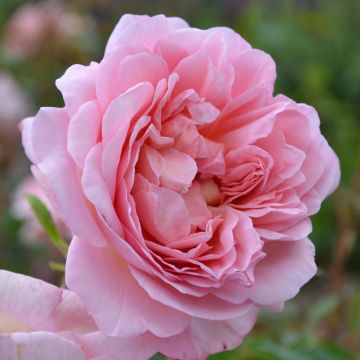 Rosa Generosa Sonia Rykiel
