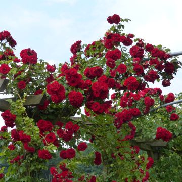 Rosa rampicante Amadeus