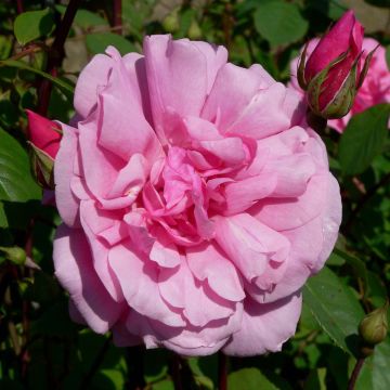Rosa Cecile brunner - Rosa rampicante