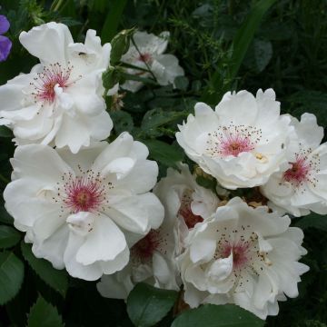 Rosa Jacqueline du Pré - Rose ibrida di tea