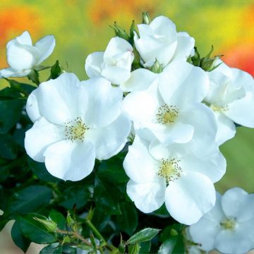 Rosa polyantha Nectar Garden Escimo