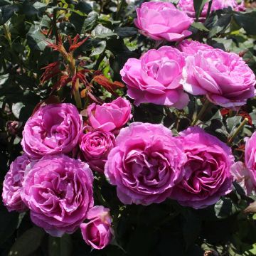 Rosa polyantha PARFUMA Catherine de Medicis