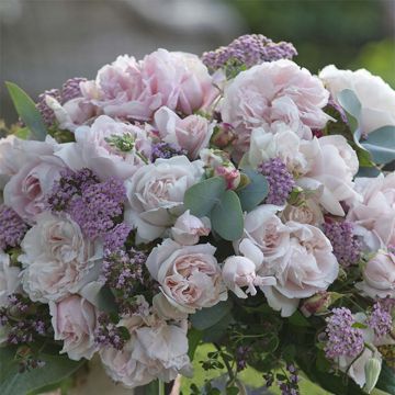 Rosa polyantha PARFUMA Constance Mozart