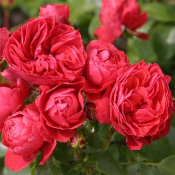 Rosa polyantha PATIO ROSE Cherry Girl