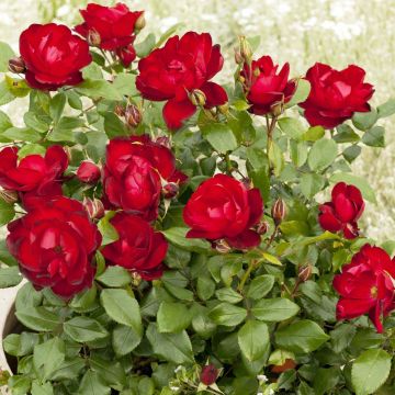 Rosa polyantha PATIO ROSE Milano