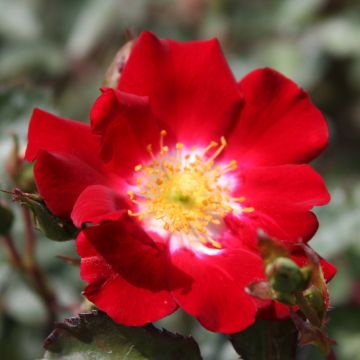 Rosa polyantha Rouge Meillandécor