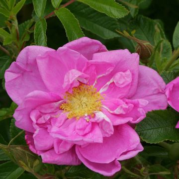 Rosa rugosa SAVORANOVA Smart Uhlrutida