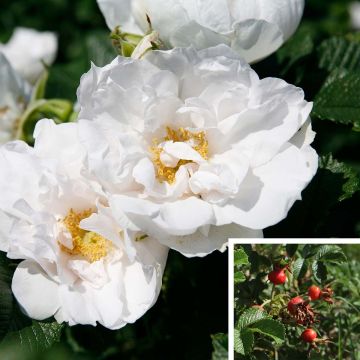 Rosa rugosa SAVORANOVA White Uhlsylt