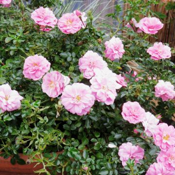 Rosa polyantha Sweet Knirps