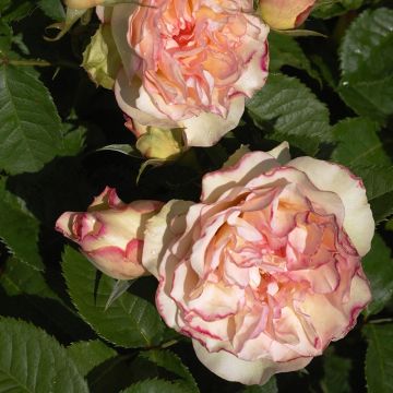 Rosa ad alberello Perfume Kisses Wekmootono