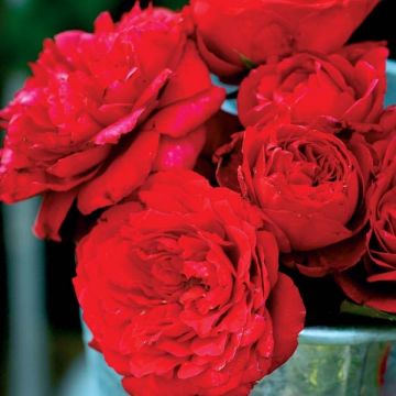 Rosa Generosa Zayed of Abu Dhabi