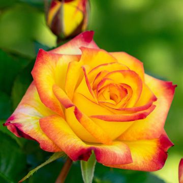 Rosa Floribunda Planter's Punch