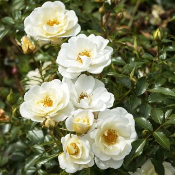 Rosa polyantha Bees Paradise Ivory