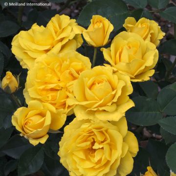 Rosa Floribunda Carte d'Or