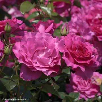 Rosa Floribunda Manou Meilland