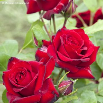 Rosa Floribunda Niccolò Paganini