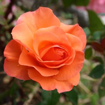 Rosa Floribunda Orange Sensation