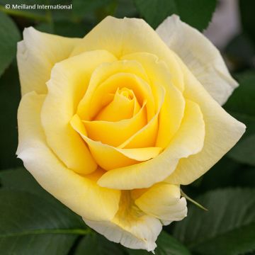 Rosa Floribunda Rustica III