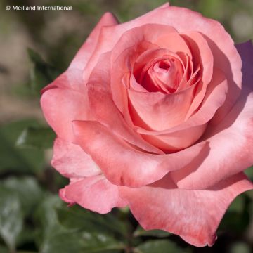 Rosa Arthur Rimbaud -Rose ibrida di tea