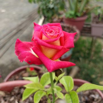 Rosa Bicolette - Rose ibrida di tea