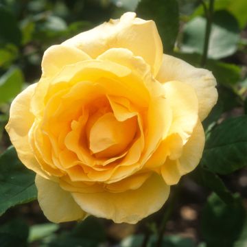 Rosa Casanova - Rose ibrida di tea