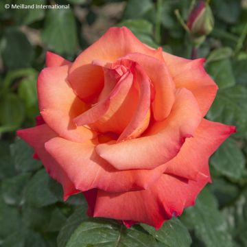 Rosa Christophe Colomb - Rose ibrida di tea