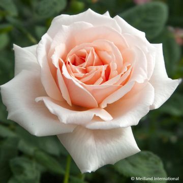 Rosa Donatella - Rose ibrida di tea
