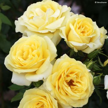 Rosa Eleganza Limona - Rose ibrida di tea