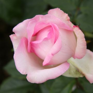Rosa Honore de Balzac