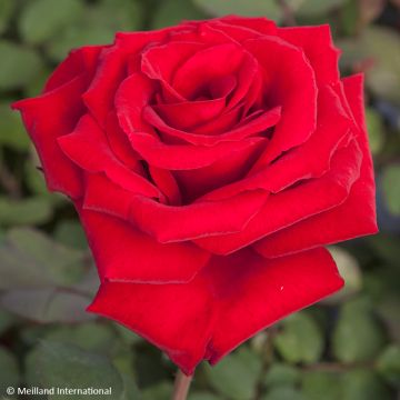 Rosa Marcel Pagnol - Rose ibrida di tea