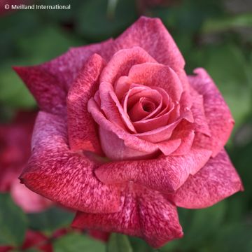 Rosa Pierre Cardin - Rose ibrida di tea