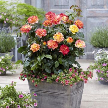 Rosa Twister Select - Rose ibrida di tea