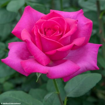 Rosa Velasquez - Rose ibrida di tea