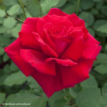 Rosa Victor Hugo - Rose ibrida di tea