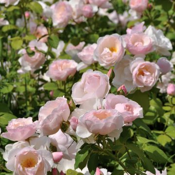 Rosa polyantha Pear