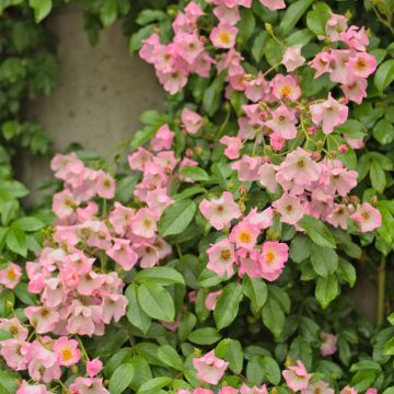 Rosai ad arbusto Ballerina