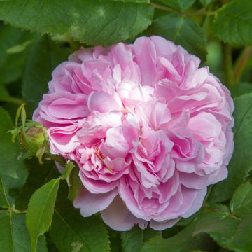 Rosa antica Jacques Cartier