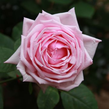 Rosa antica La France