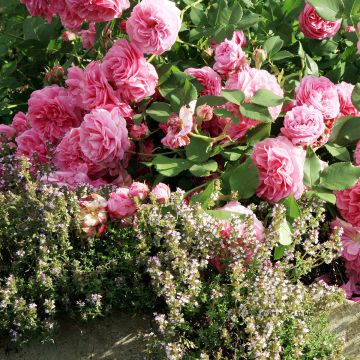 Rosa antica Louise Odier