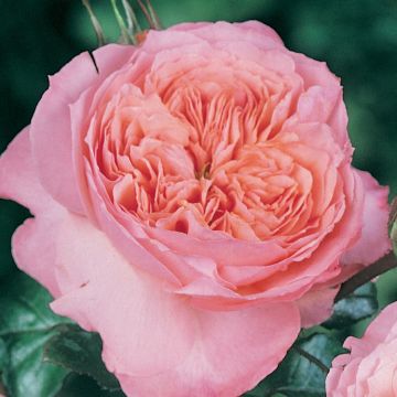 Rosa English Legend Rose de Cornouaille