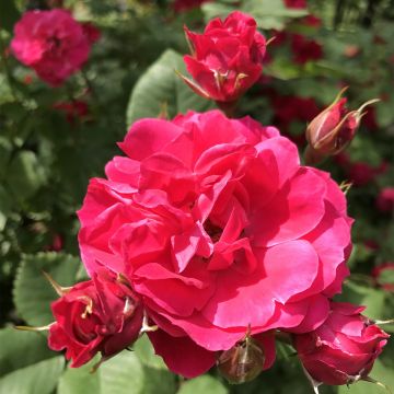 Rosa multibracteata Cerise Bouquet