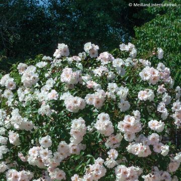 Rosa Ice Meillandecor