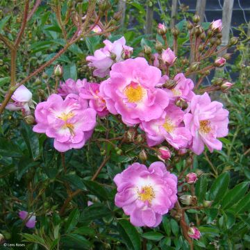 Rosa moscata Millie Fleur