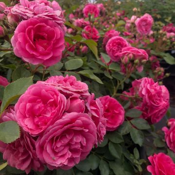 Rosa tappezzante Rigo Rosen Amica