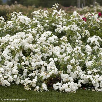 Rosa tappezzante Icy Drift