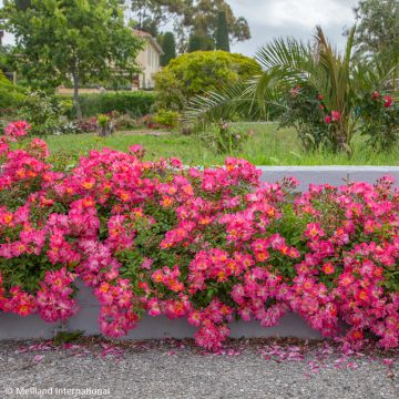 Rosa tappezzante Pink Drift