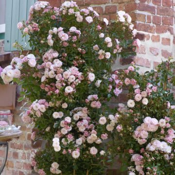Rosa rampicante Starlet Rose Alina