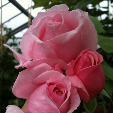 Rosa rampicante Climbing Max Kiss me Kate