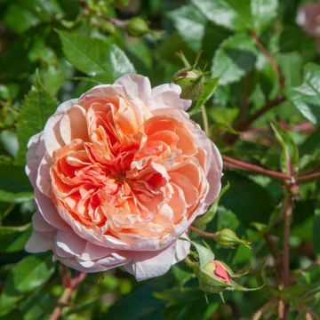 Rosa rampicante Colette