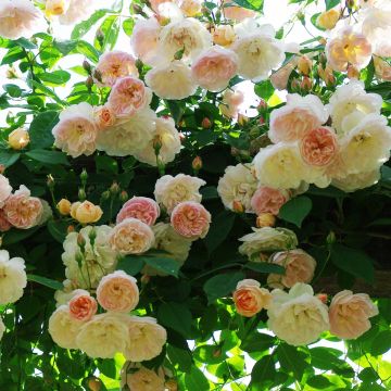 Rosa rampicante Treasure Trove